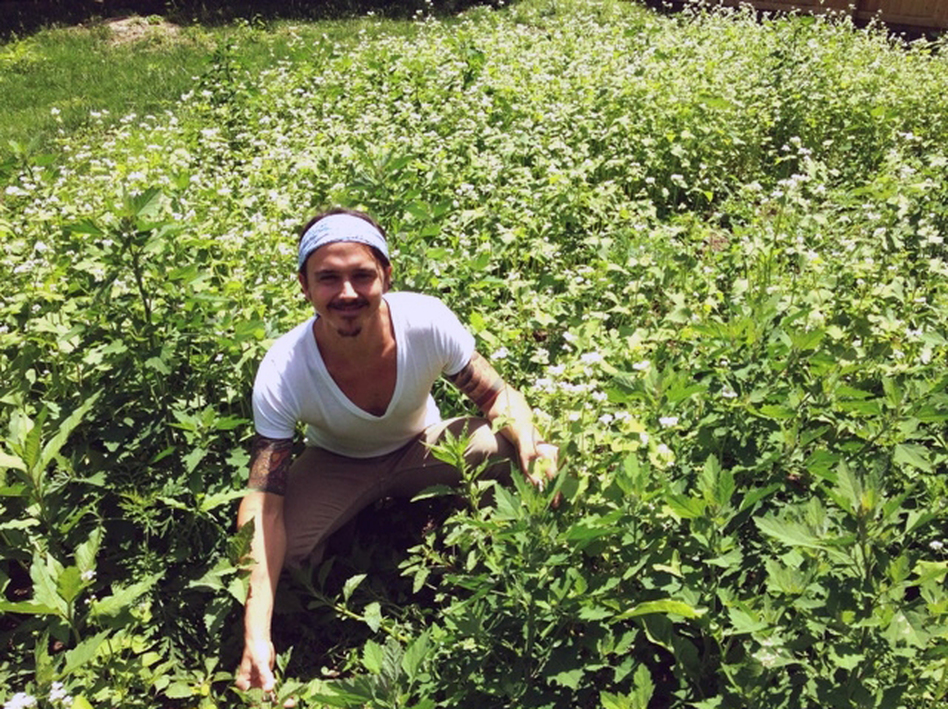 The lawn of Nashville yoga instructor James Alvarez is being taken over by buckwheat. (Blake Farmer/Nashville Public Radio)