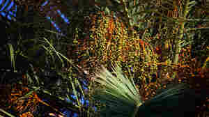 Road Brew: How To Make Hooch With Tunisian Date Juice (Or Try)