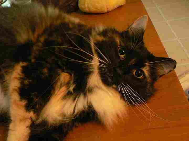 A calico cat