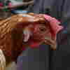 Journal Publishes Details On Contagious Bird Flu