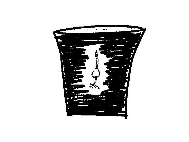 How Do Plants Know Which Way Is Up And Which Way Is Down? NCPR News