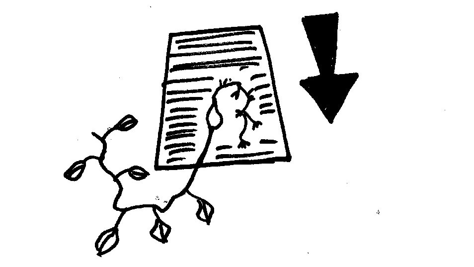 How Do Plants Know Which Way Is Up And Which Way Is Down? Krulwich Wonders... NPR