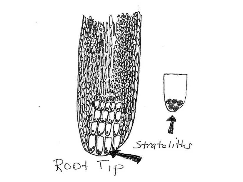 How Do Plants Know Which Way Is Up And Which Way Is Down Krulwich Wonders Npr