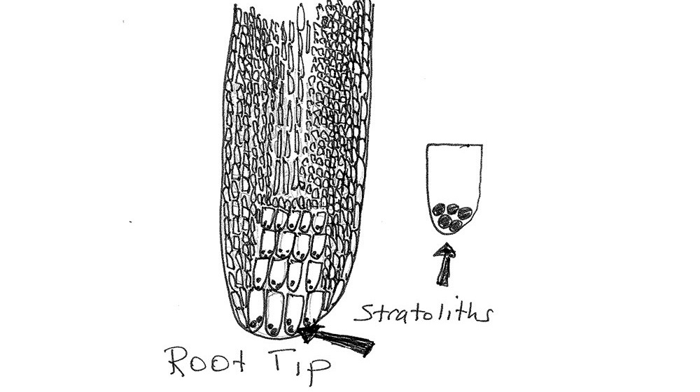 How Do Plants Know Which Way Is Up And Which Way Is Down? Krulwich Wonders... NPR