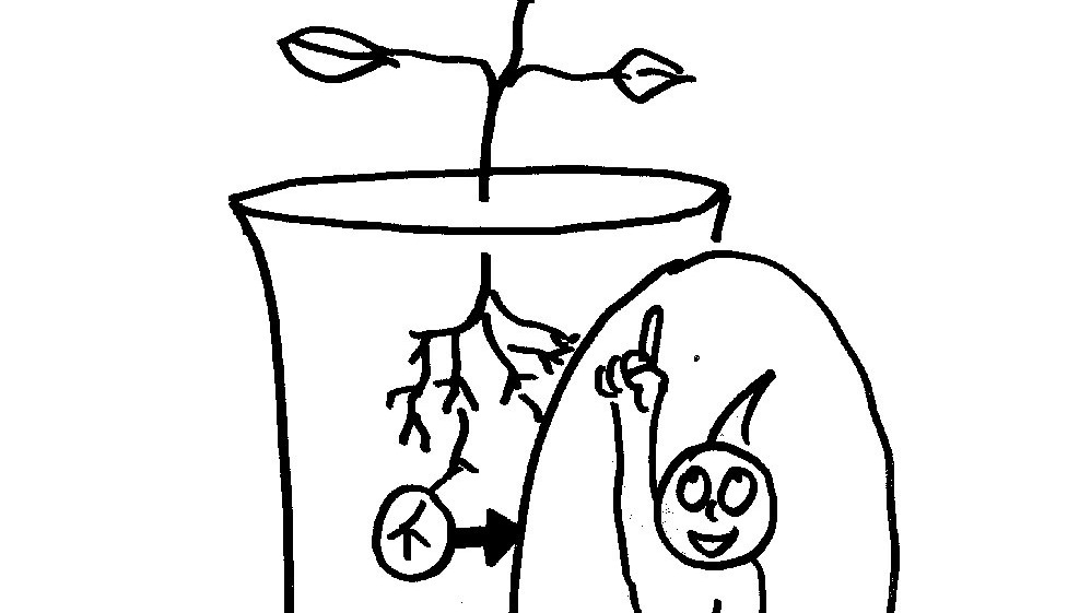 How Do Plants Know Which Way Is Up And Which Way Is Down? Krulwich Wonders... NPR