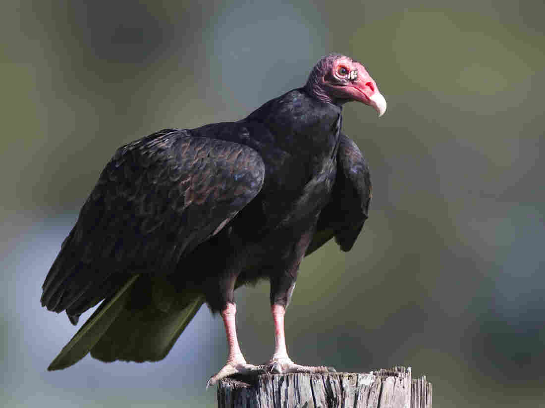Turkey vulture perched on a post.