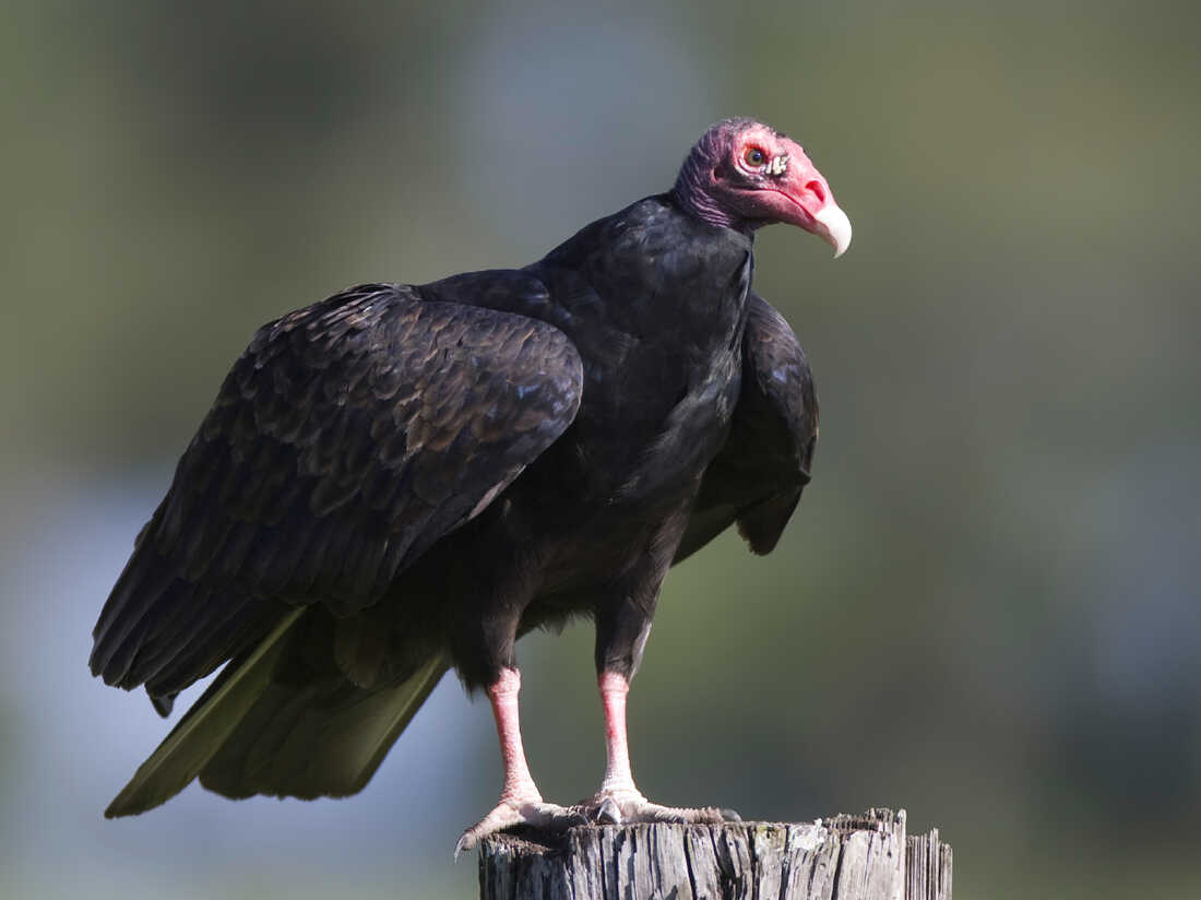 Vulture Eating Flesh