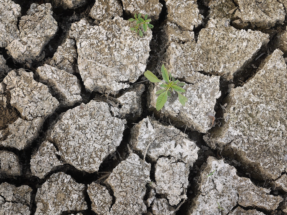 On Monday, a weed was growing through the dry earth at Marion Kujawa's pond, which he normally uses to water the cattle on his farm in Ashley, Ill. (Scott Olson/Getty Images)
