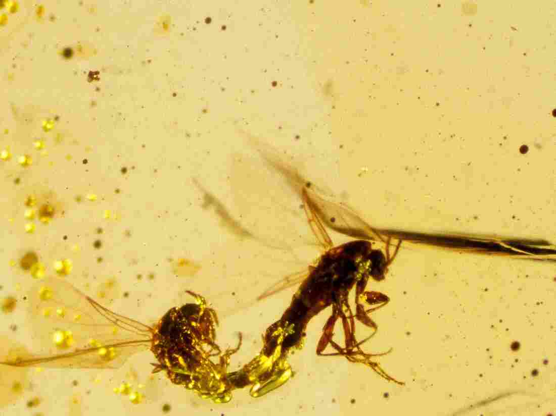 Mating dipteral insects from 125 million years ago, captured in amber.