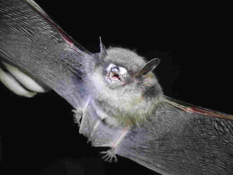 Little brown bat with white-nose syndrome often have white fungal growth on their muzzles.