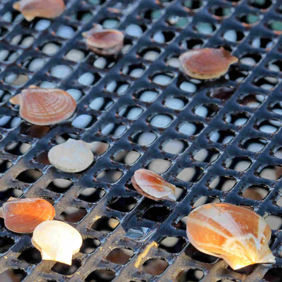 As lobster prices plunge, scallops offer fishermen an alternative to make money. As lobster prices plunge, scallops offer fishermen an alternative to make money.