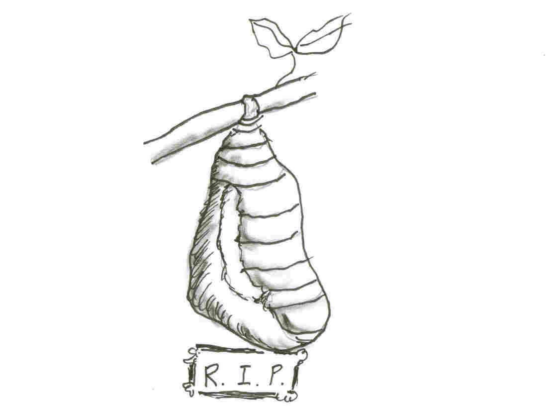 Cocoon