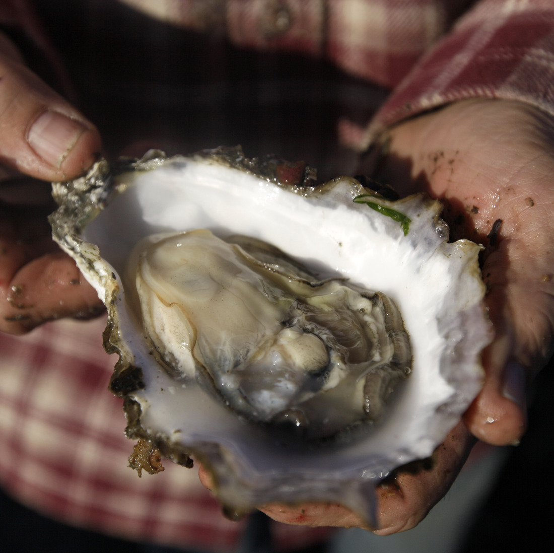 Acidifying Waters Are Endangering Your Oysters And Mussels The Salt NPR