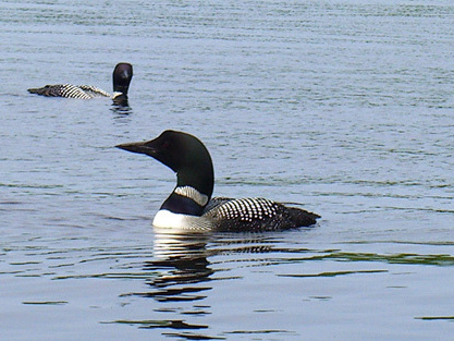 Hearing the call of the loons is like &quot;a blessing.&quot; (Flickr)