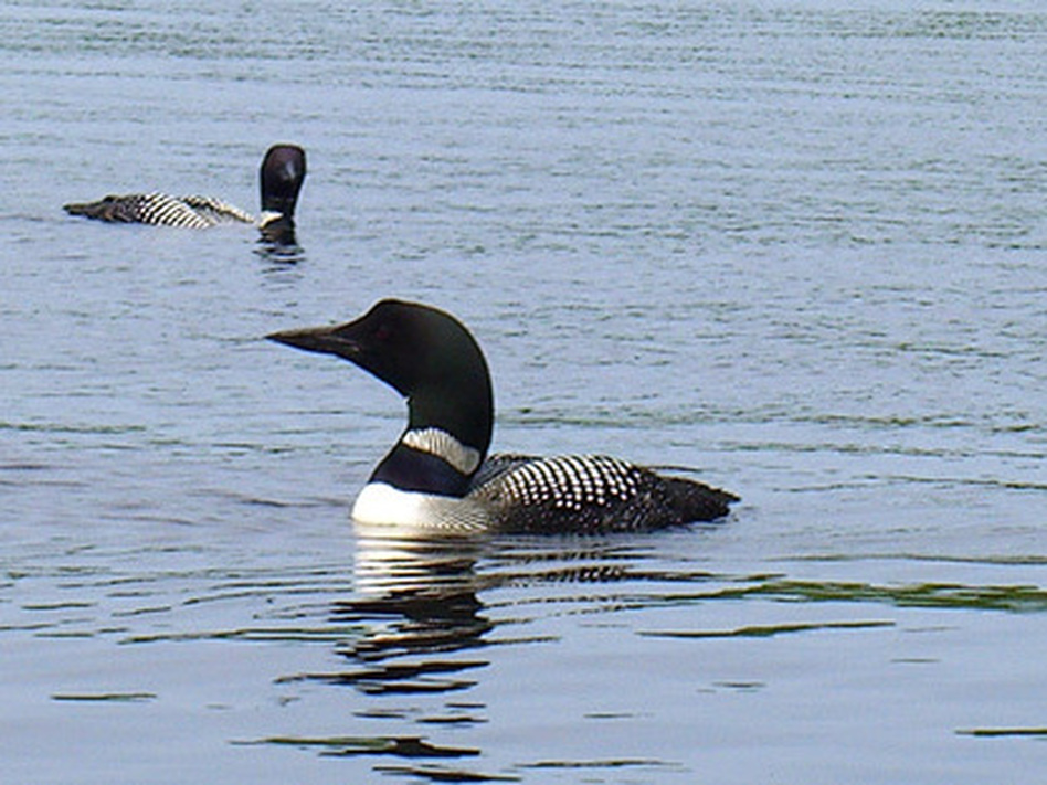 Hearing the call of the loons is like "a blessing." (Flickr)