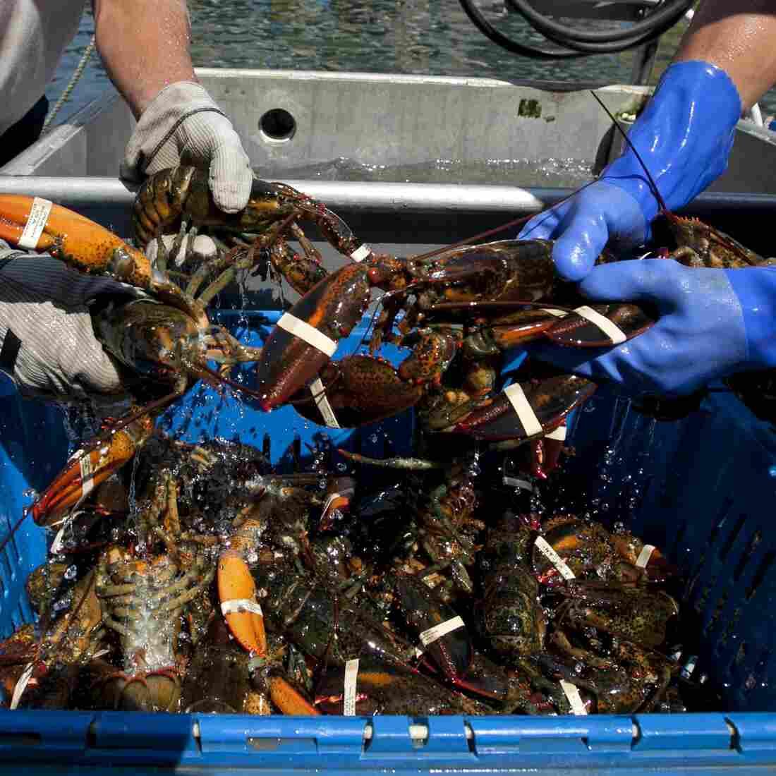 Blockades set up by lobster trappers in Canada have disrupted Maine's lobster business. Blockades set up by lobster trappers in Canada have disrupted Maine's lobster business.