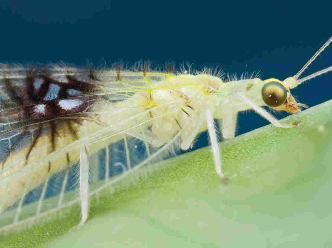 A shot of an unknown species of green lacewing, posted on Twitter, caught the eye of insect biosystematist Shaun Winterton.