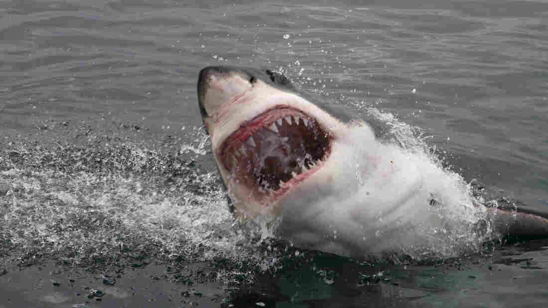 Attacking great white shark.