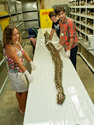 Floridas Biggest Python So Far Measured Inches Had 87 Eggs Floridas Biggest Python So Far Measured Inches Had 87 Eggs