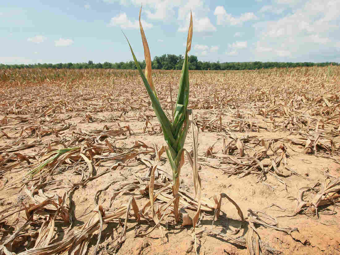 Corn in a time of drought.