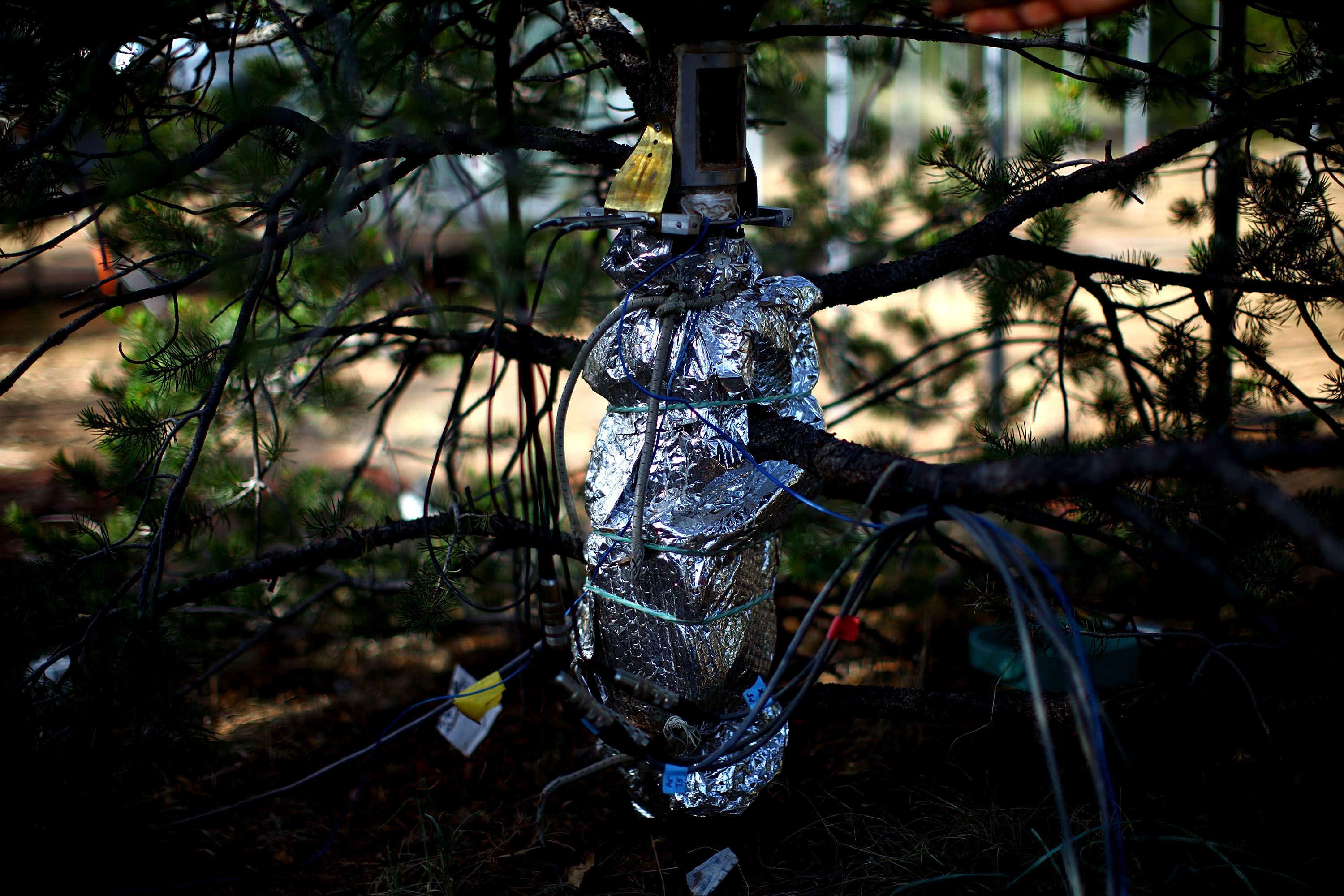 'Torture Lab' Kills Trees To Learn How To Save Them WBUR News