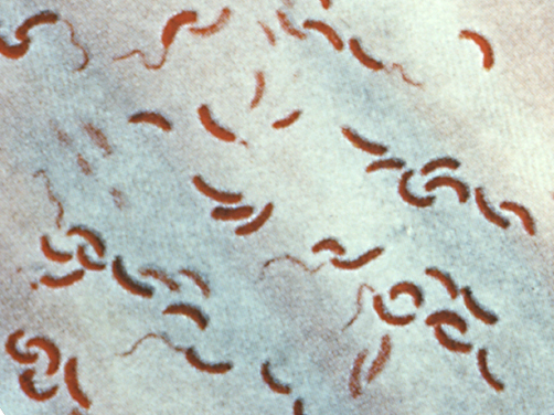 A vaccine against cholera bacteria like these protected people in Zanzibar. Zanzibar Shows Cholera Vaccine Can Protect Even The Unvaccinated