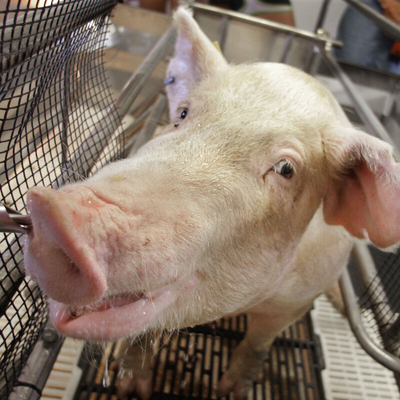 2009 Flu Pandemic Was 10 Times More Deadly Than Previously Thought Shots Health News Npr