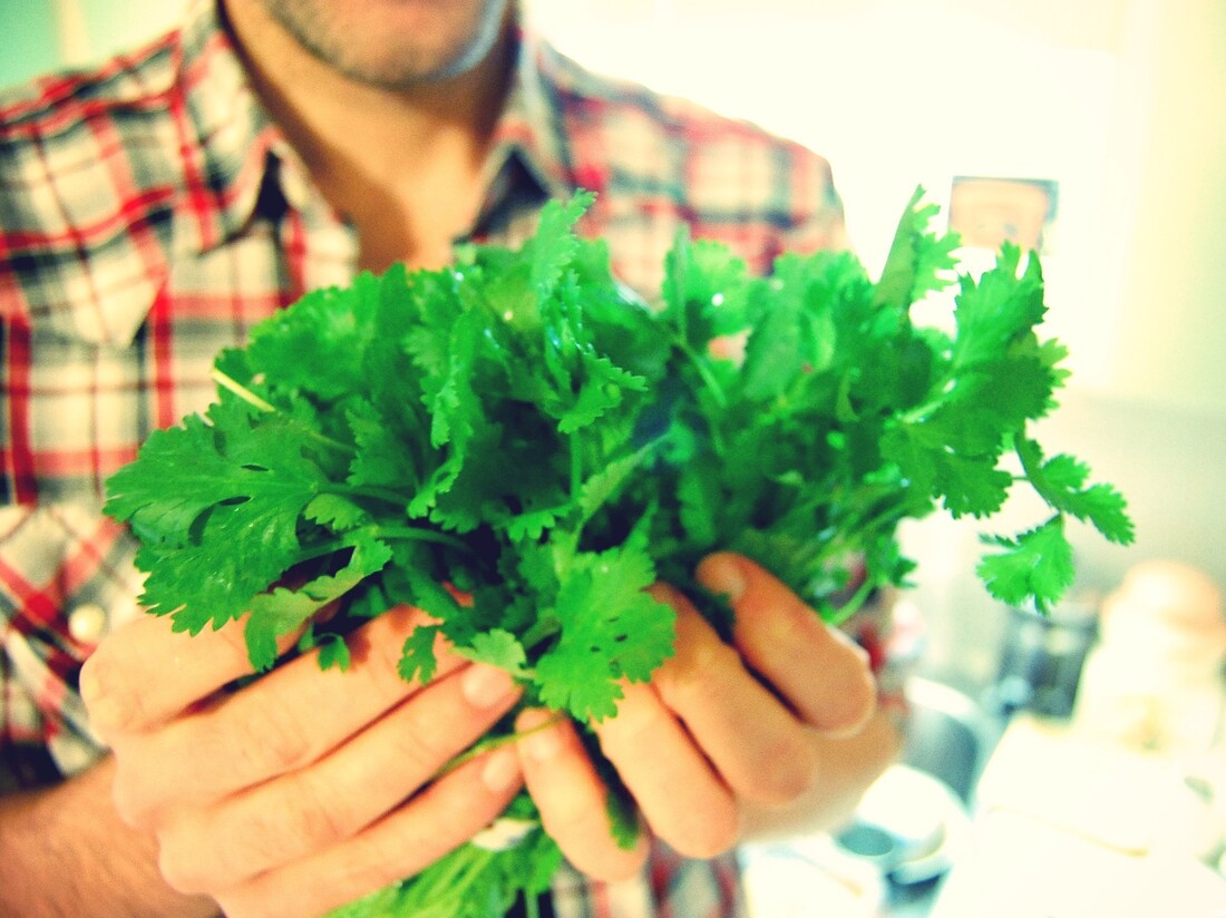 Love To Hate Cilantro? It's In Your Genes And Maybe, In Your Head The