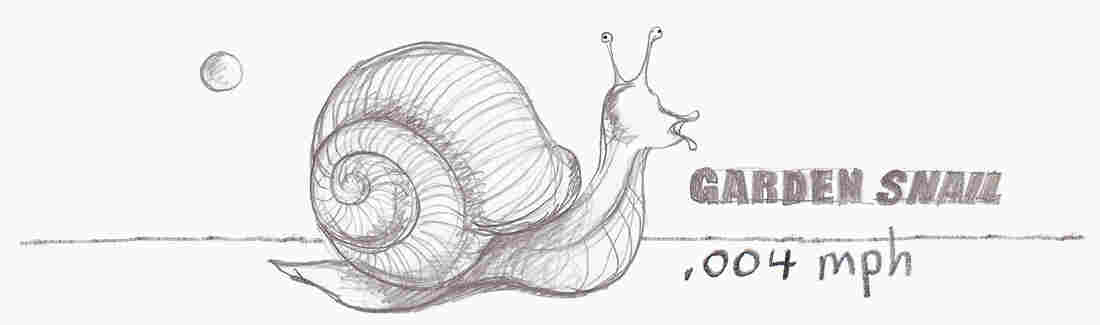 Garden snail.