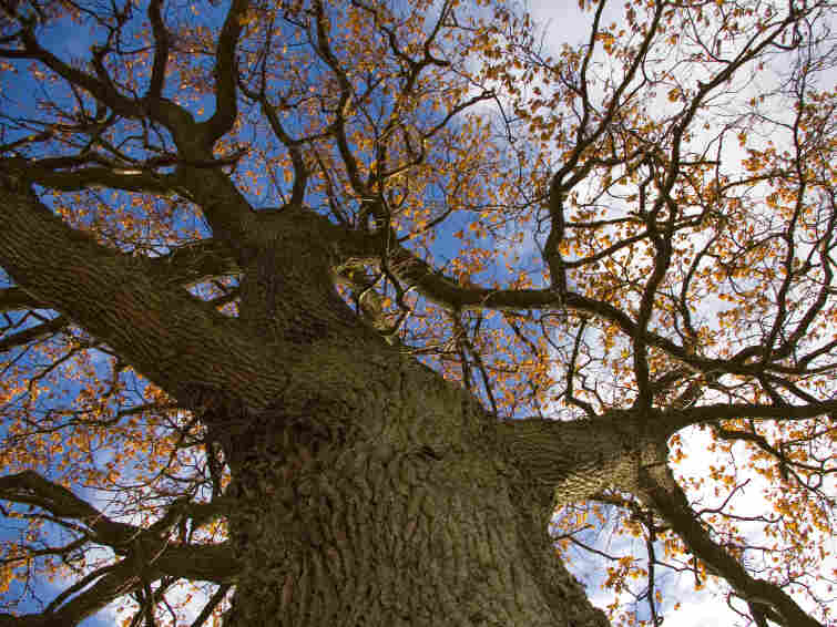 Large tree
