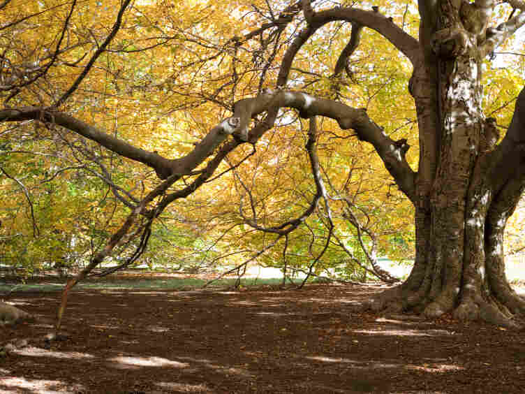 Tree in a forest