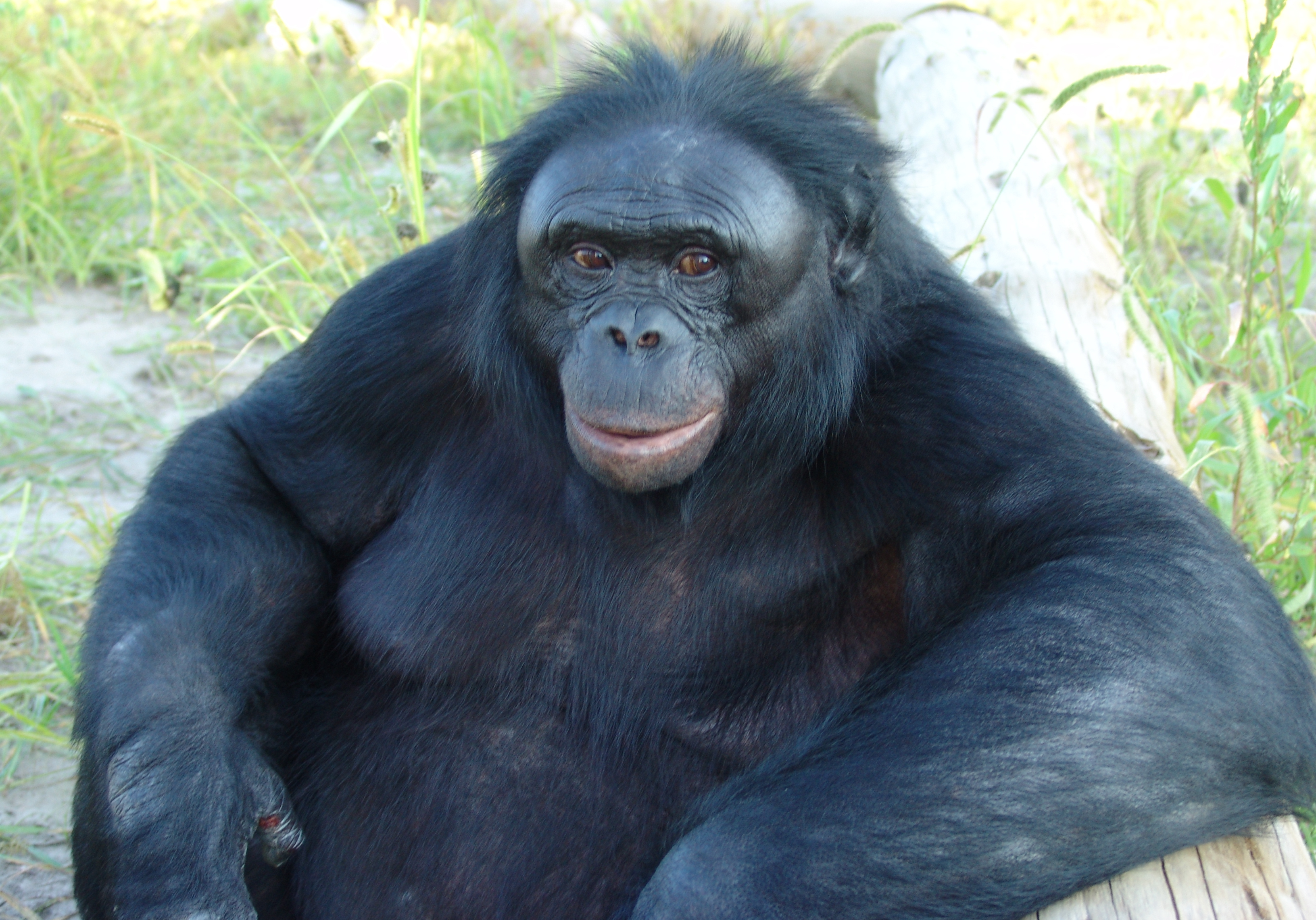 Kanzi, whose name means "treasure" in Swahili, was born in 1980 and died in 2025 at the age of 44. His favorite food was onions and his favorite game was chase.