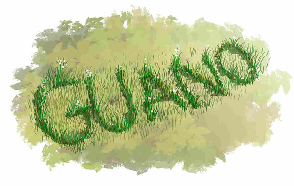 Guano in grass.
