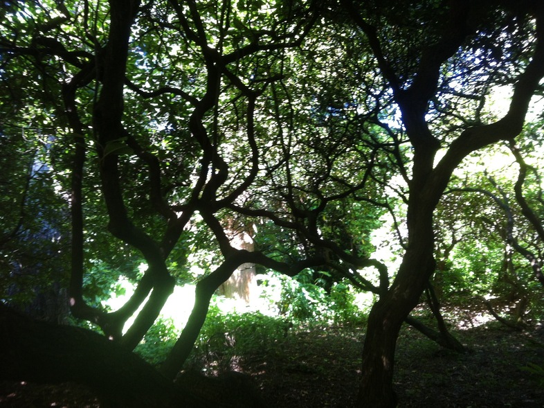 Composer Abby Aresty recorded the sounds of a Seattle arboretum and mixed them into seven compositions that are now playing throughout the park. (Courtesy of Abby Aresty)