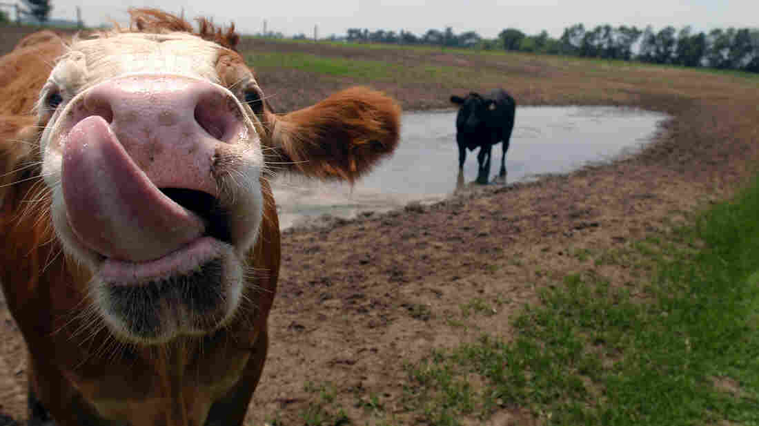 Two steers on a family farm just west of Bowling Green, Ohio, July 26, 2005.