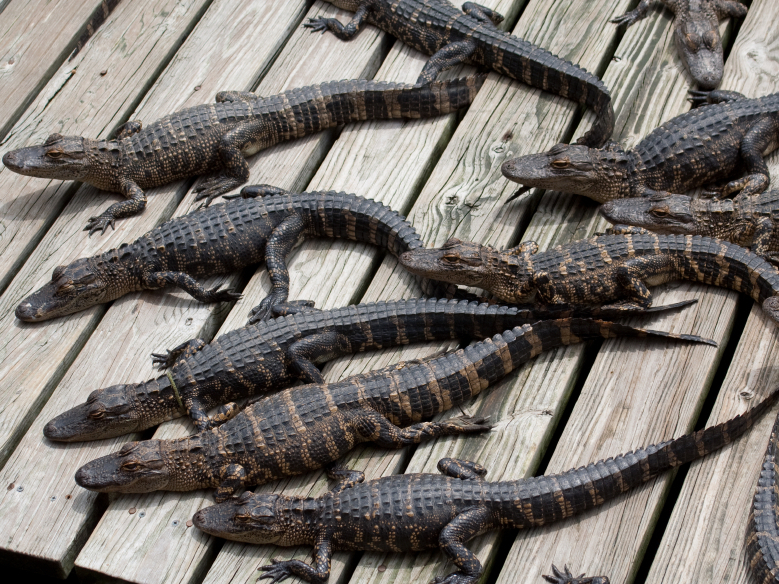 Plucky Former Poultry Farmer Goes Wild For Gators