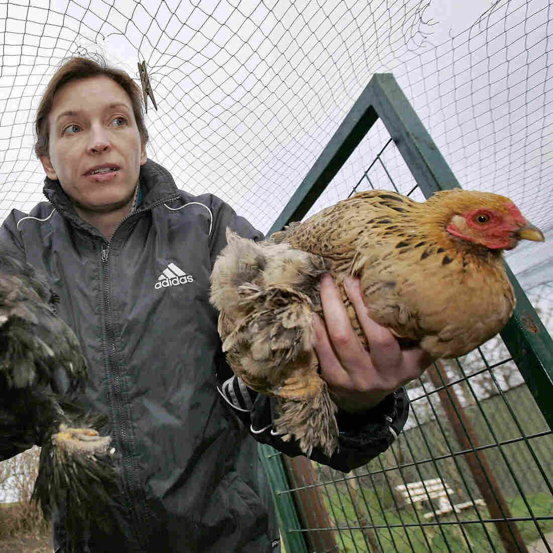 Debate Heats Up About Contentious Bird Flu Research