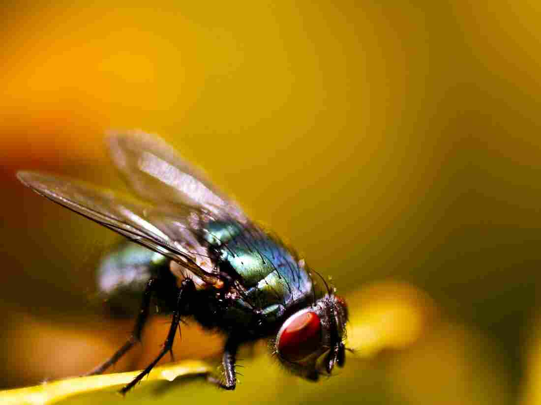 A common house fly could help fish stay in the sea.
