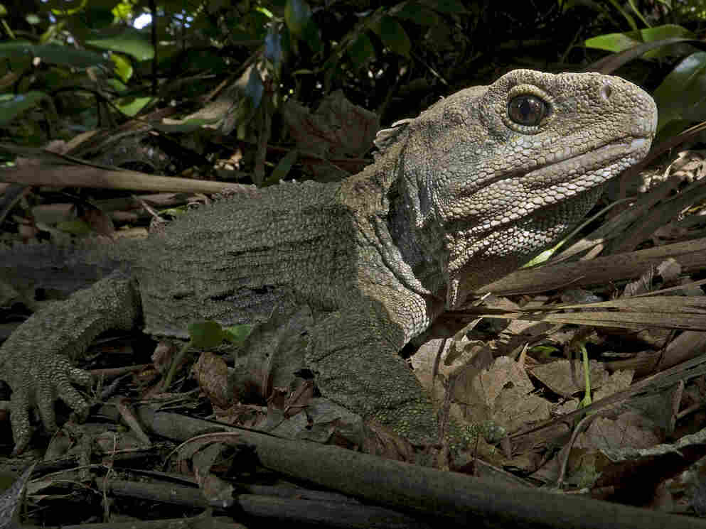 Tuatara 4