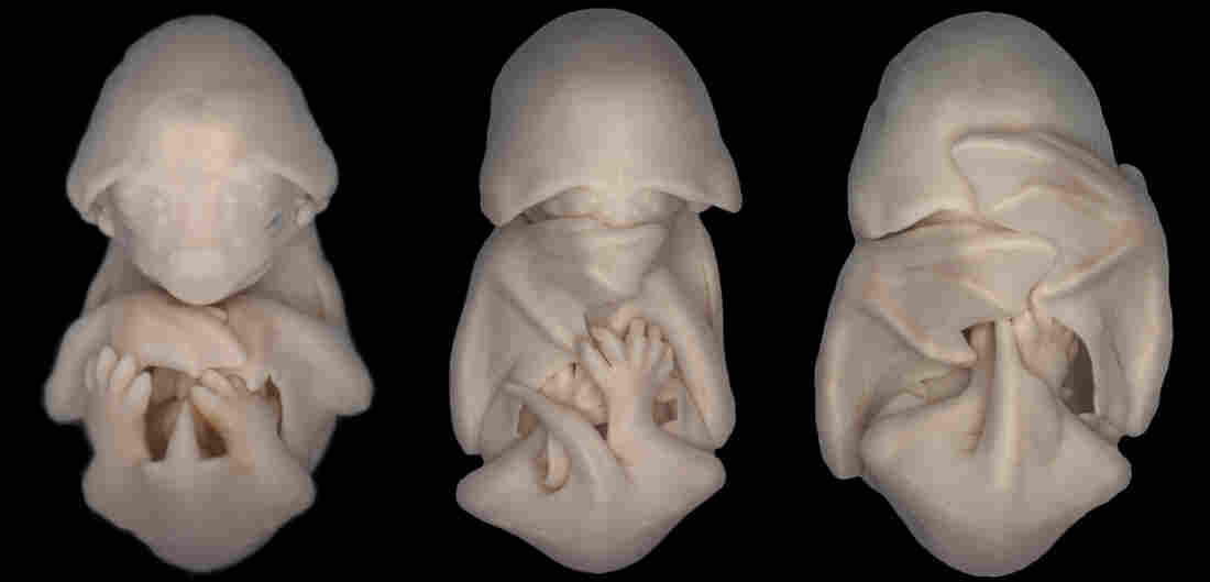 Embryos of the species Molossus rufus (black mastiff bat).
