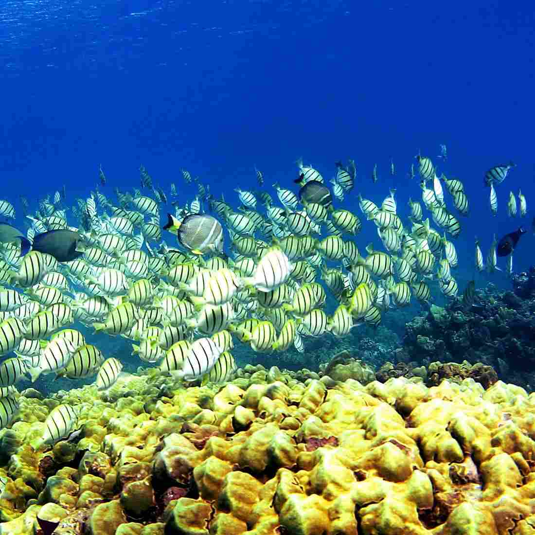 In Animal Kingdom, Voting Of A Different Sort Reigns