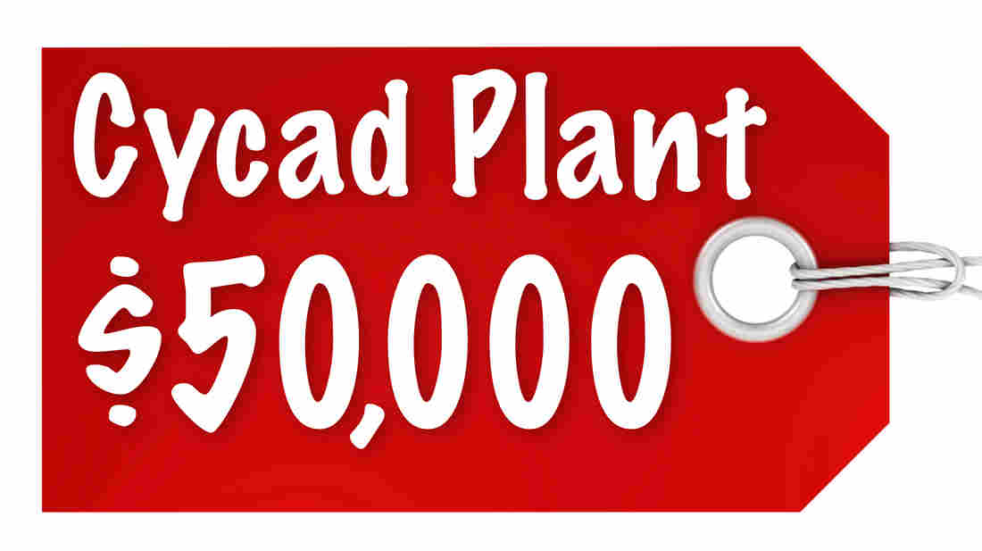 Cycad Plant $50,000
