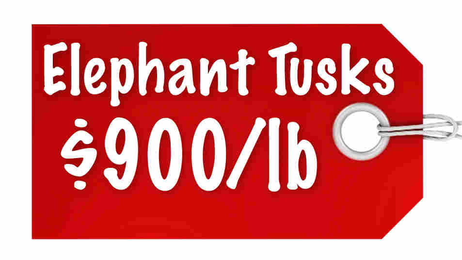Elephant Tusks $900/lb