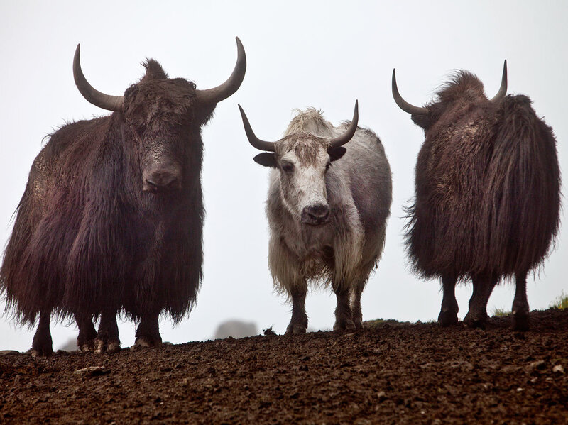 NEPAL: MUSTANG AND YAK BLOOD DRINKING CEREMONY BY JEEP - ONLY 3 SEATS! Join us for a 5 day trip - 500 US for Guide, car, permissions, hotel and food (Excl Hotel in Pokhara AND Drinks). Tings Kathmandu