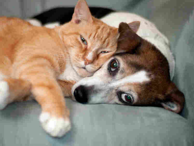 Cat and dog snuggling.