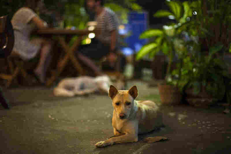 Myat Thu's dogs laze about the restaurant, keeping patrons company.