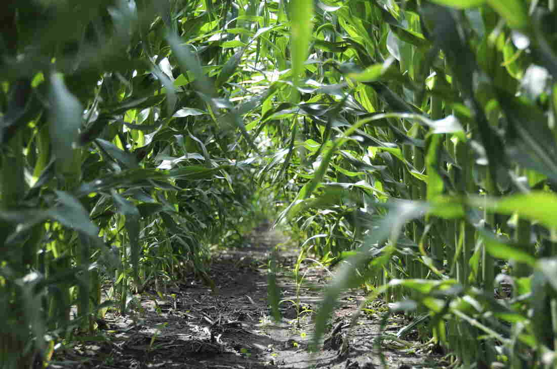 Corn field