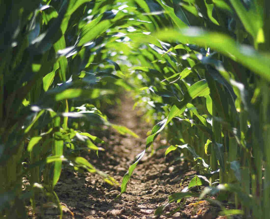 Cornfield