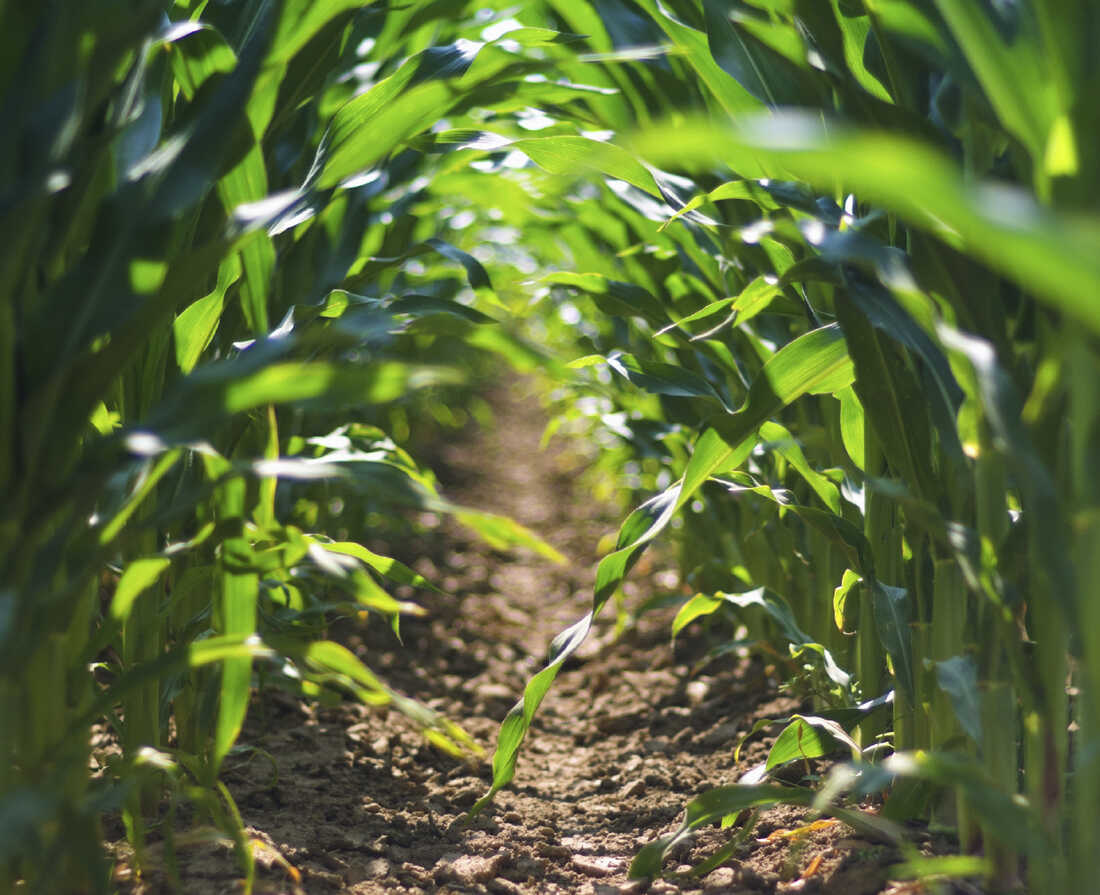 Coming out from the Cornfields