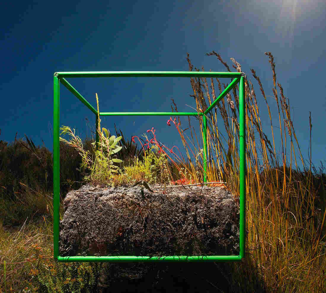 Sifting through samples within the cube, photographer David Littschwager counted 90 separate species, including 25 types of plants just on the soil surface, along with some 200 seeds representing at least five of those species.